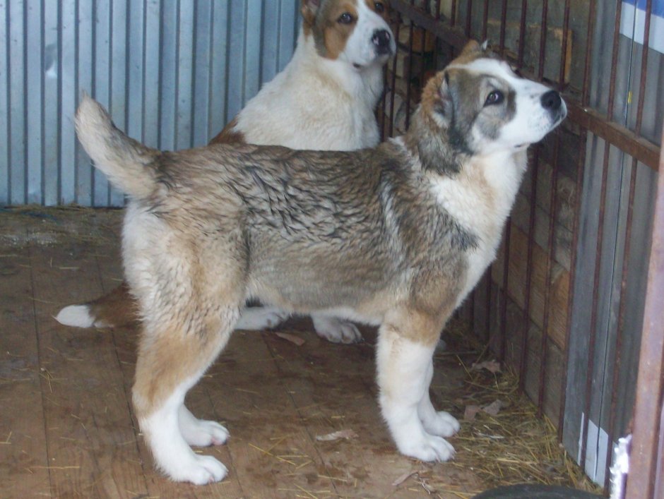 Среднеазиатская лайка фото щенков