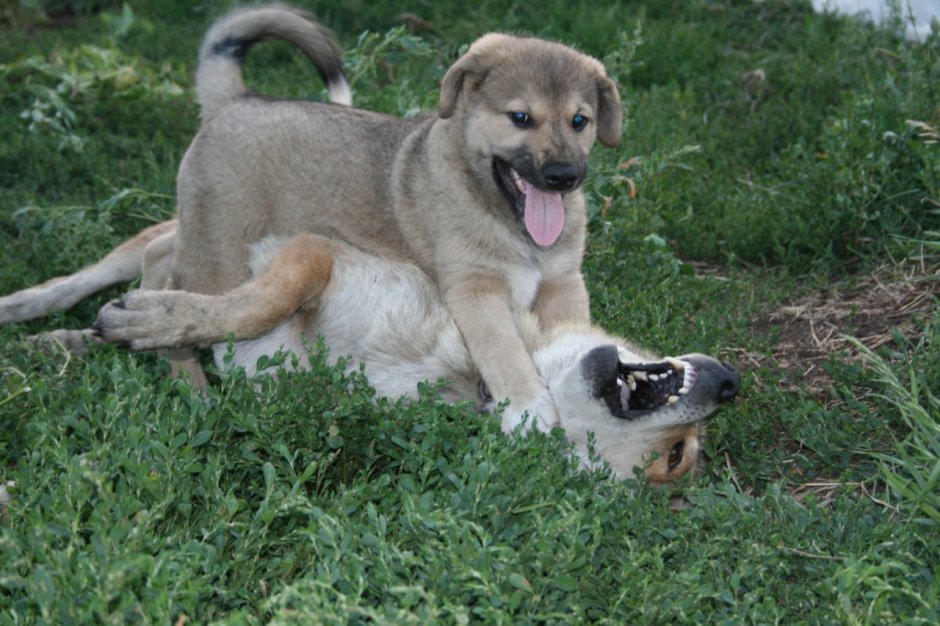 Алабай лайка метис