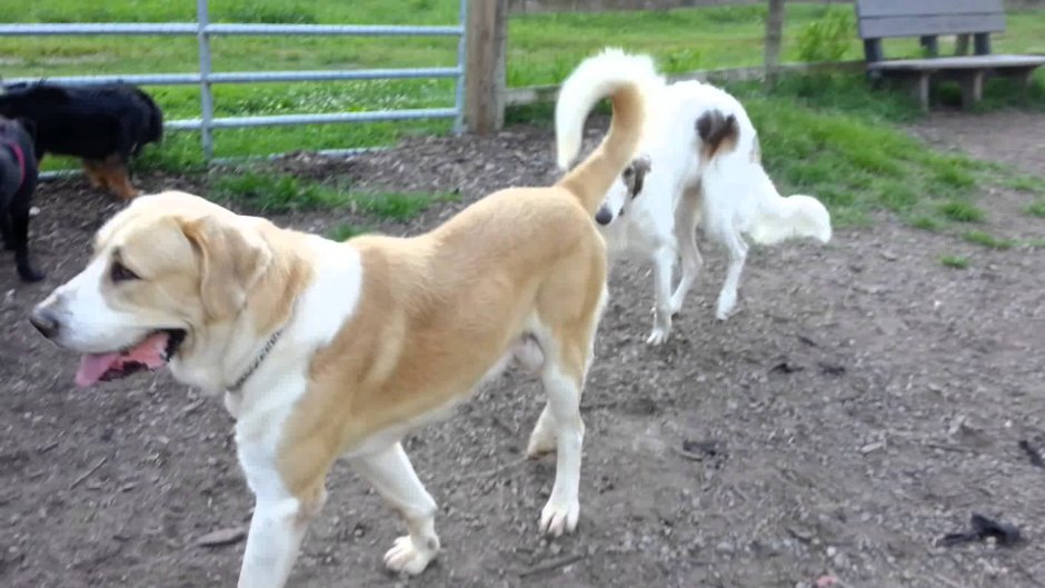 Метис борзой и алабая