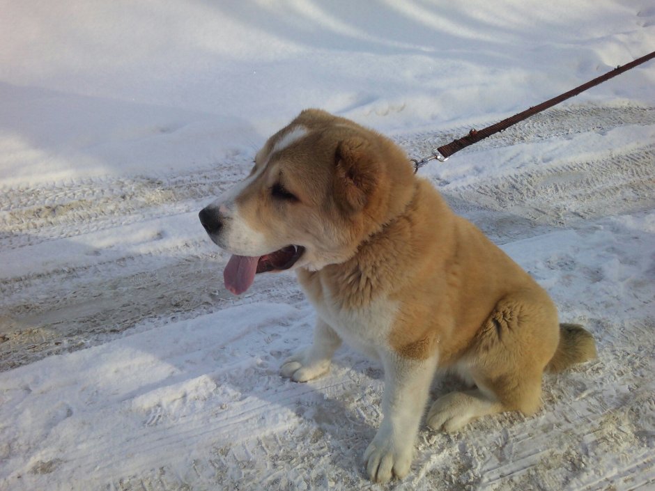 Алабай с лайкой