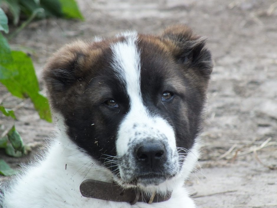 Алабай коричневый