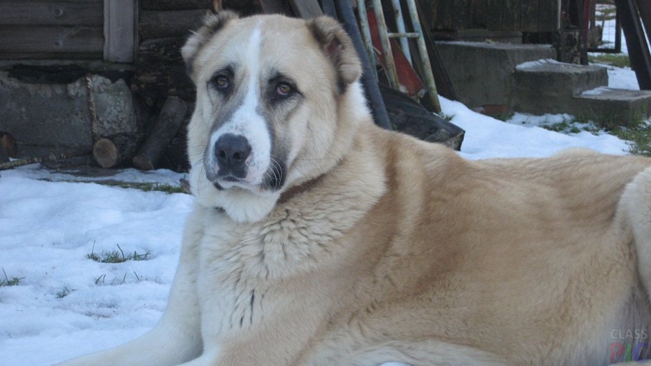 Алабай сторожевой