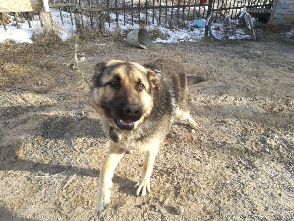 Метис алабая и таксы