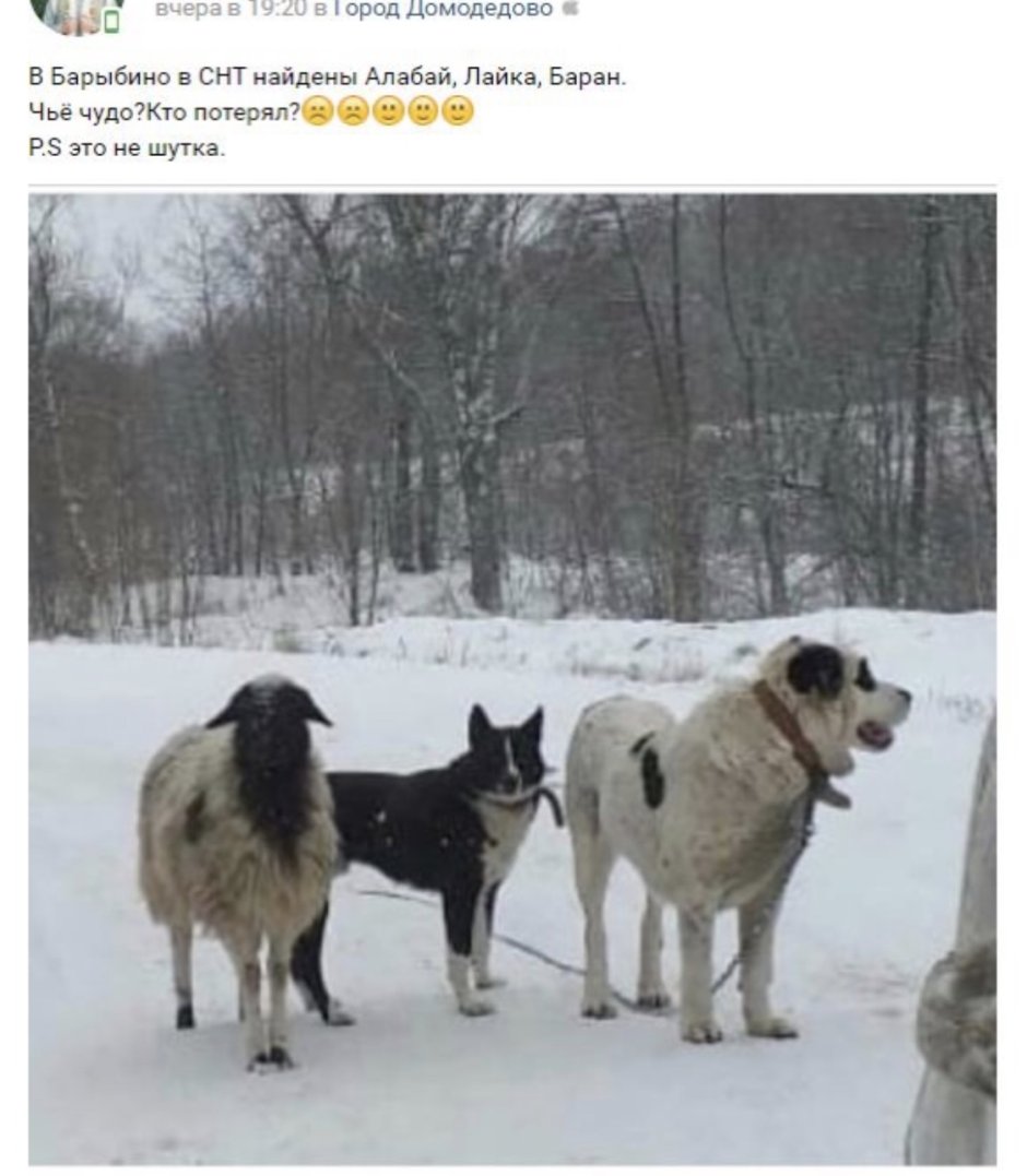 Алабай лайка и баран