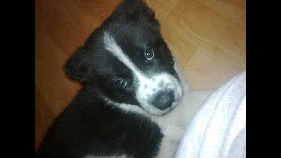 Помесь русско европейской лайки и алабая