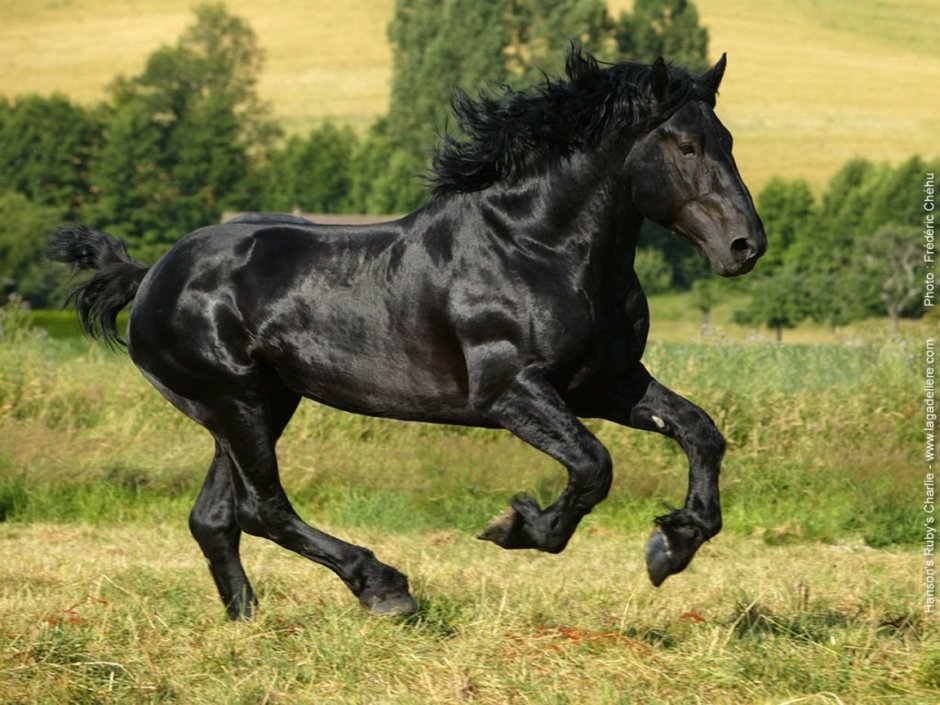 Першерон черный