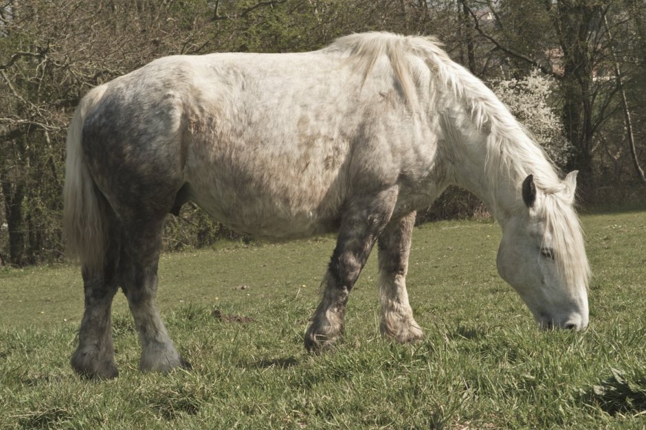 Скрещивания Першерон Орловский