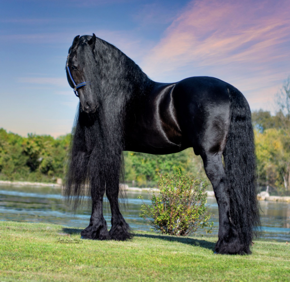 Тяжеловоз Першерон