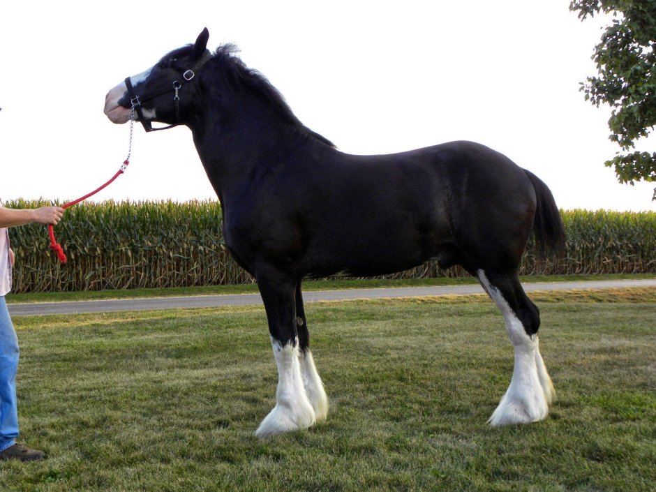 Лошади породы Клейдесдаль рост