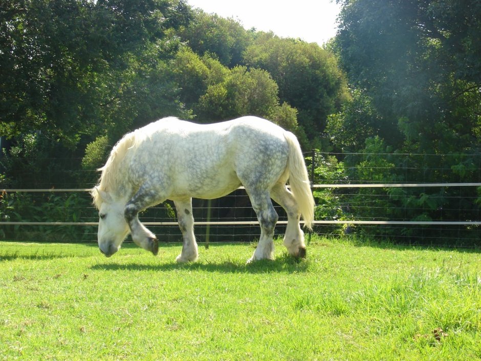 Першерон в прыжке