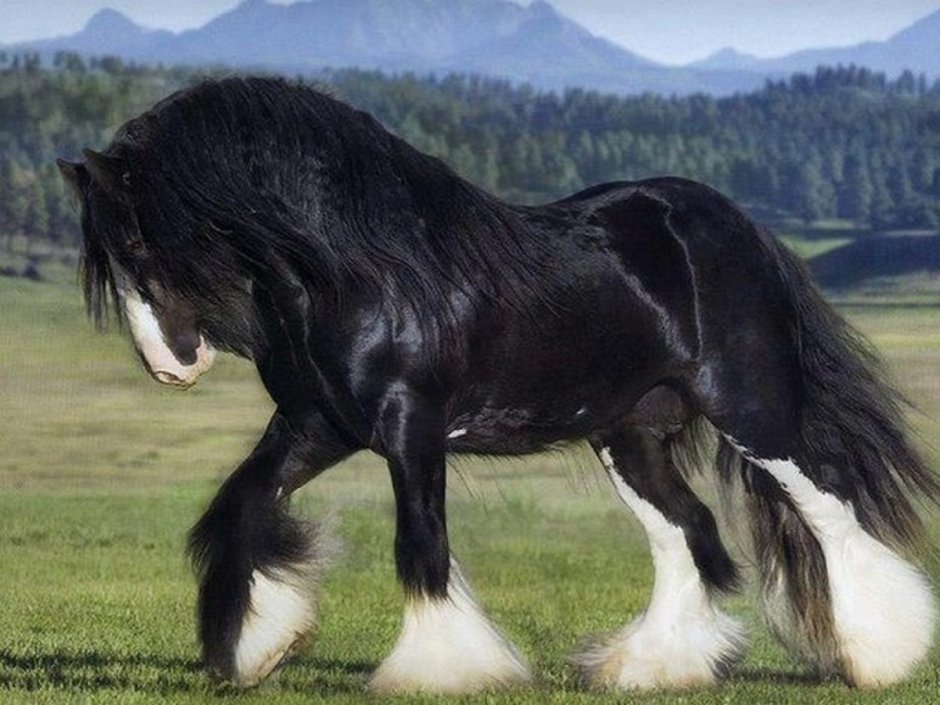 Лошади породы Шайр