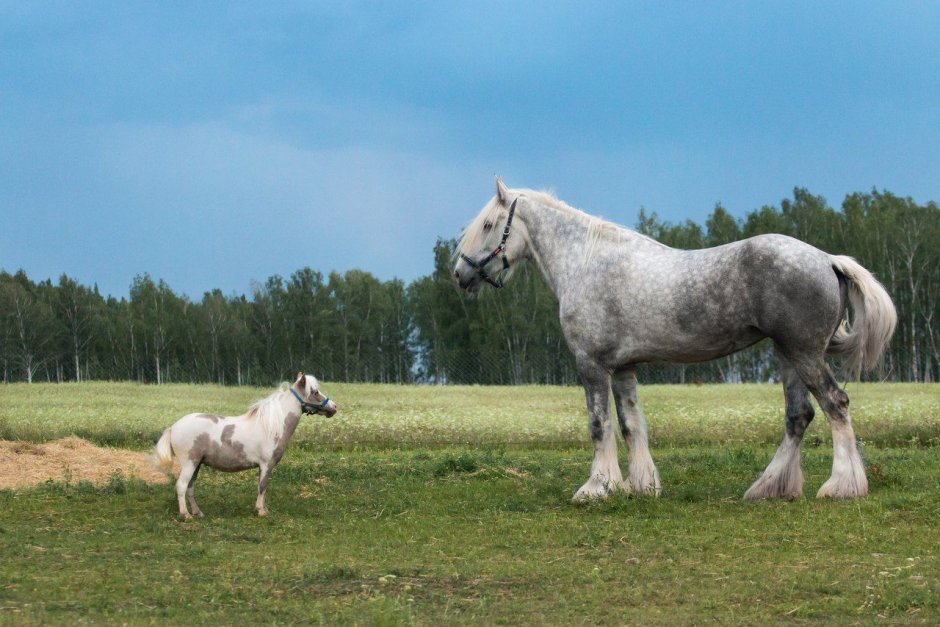 Бельгийский тяжеловоз Самсон
