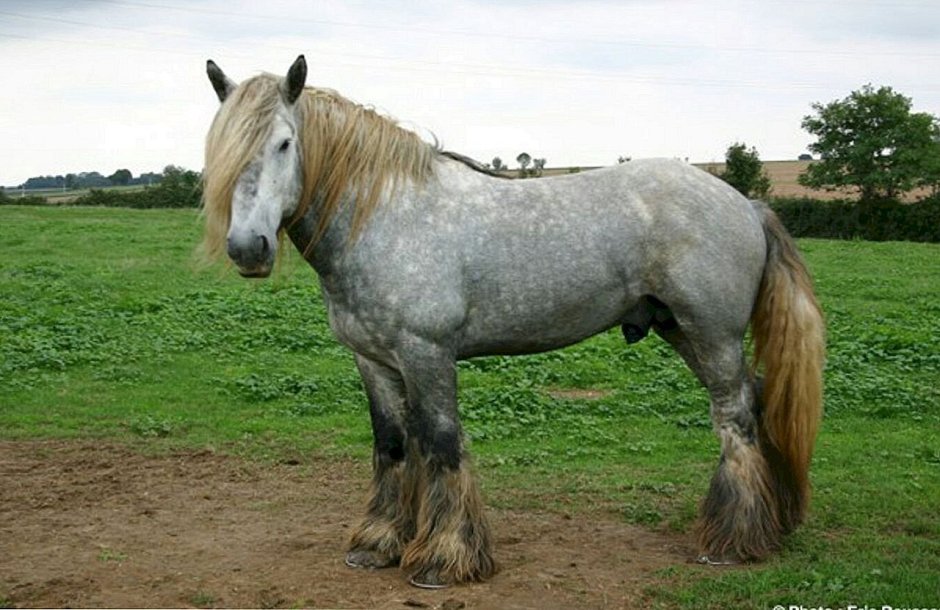 Першерон Блу Роан