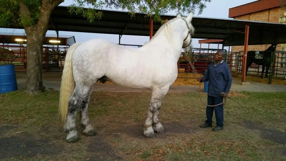 Першерон в косичках