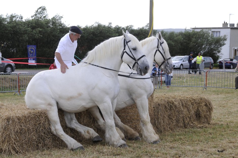 Булонская порода тяжеловоз