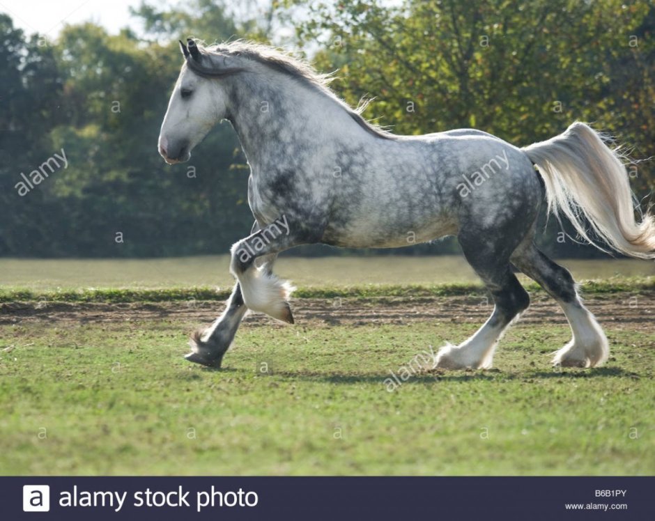 Андалузская Першерон