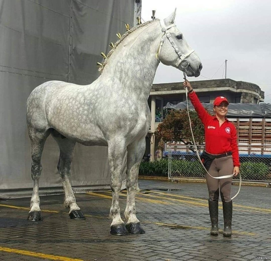 Лошадь тяжеловоз Першерон