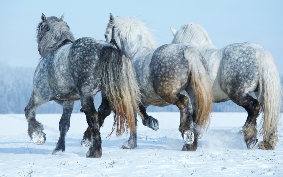 Лошади в снегу