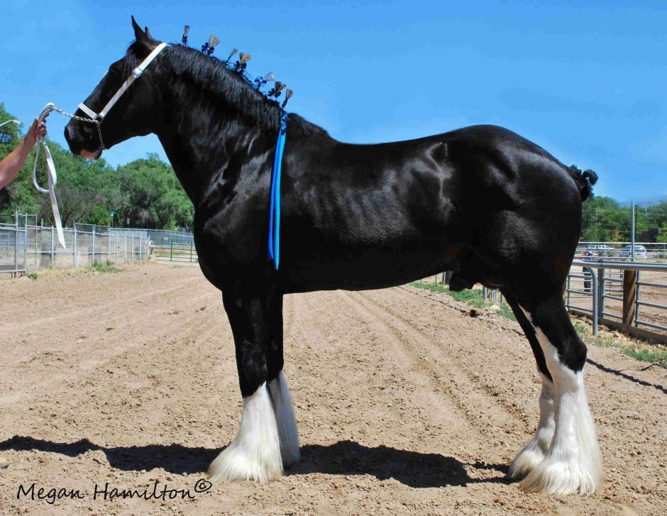 Лошадь Шайр экстерьер