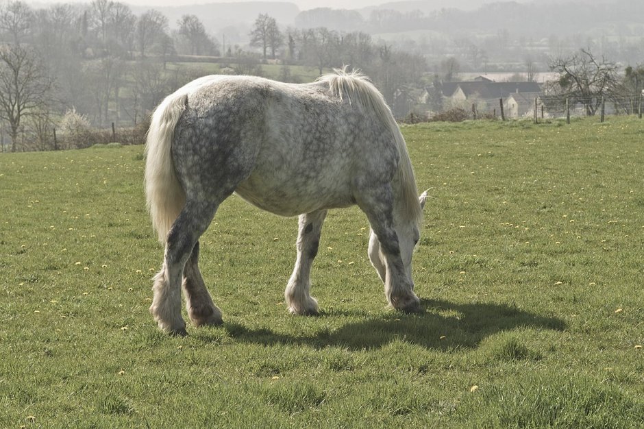 Першерон взрослый