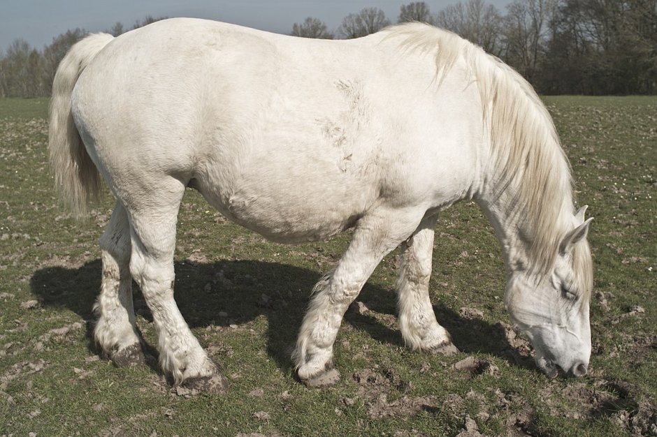Першерон де Муши.