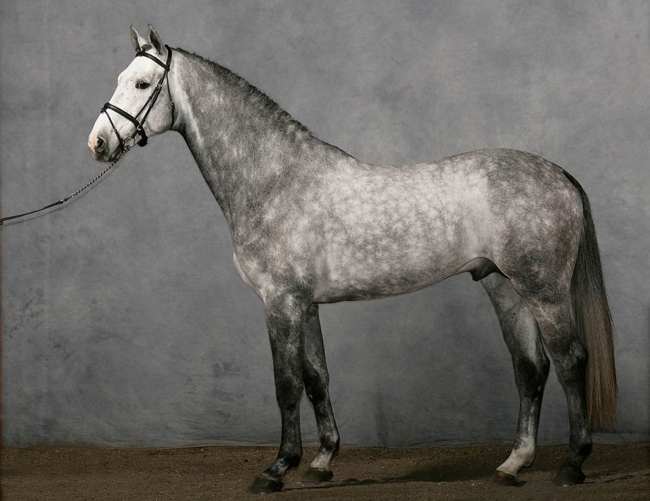 Английская чистокровная лошадь серая в яблоках