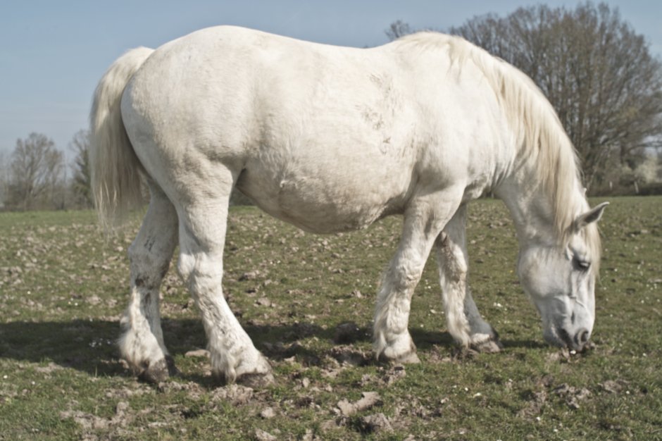 Першерон Стар