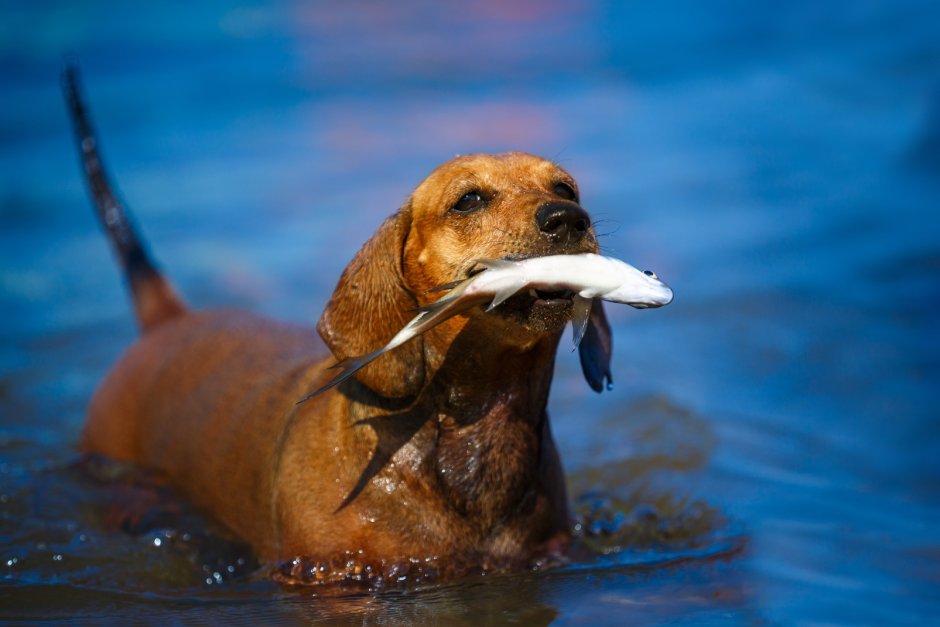 Dog Fish