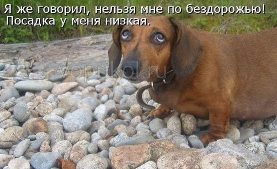 Смешные собаки с надписями
