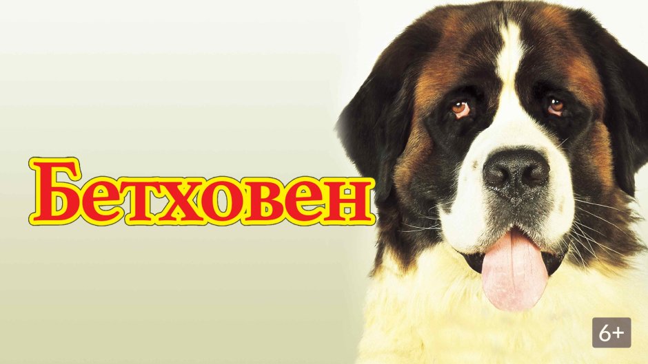 Бетховен собака порода фото