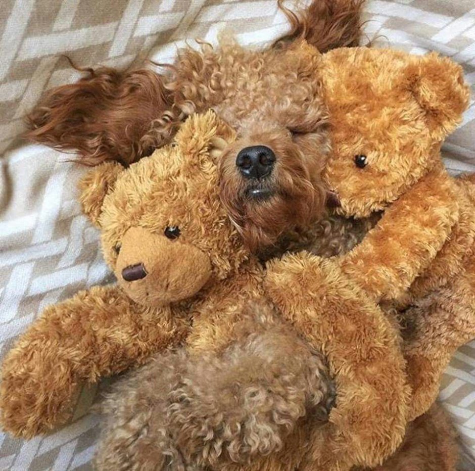 Bear Loves Puppies
