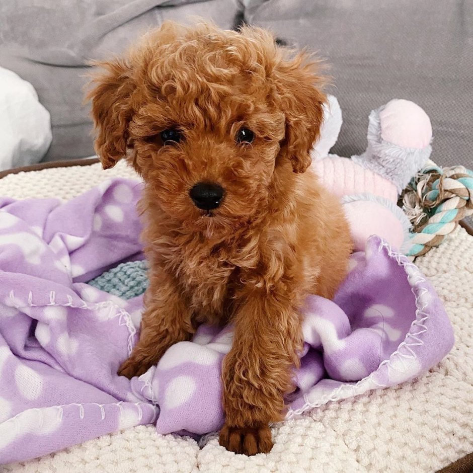 Cleo the Poodle