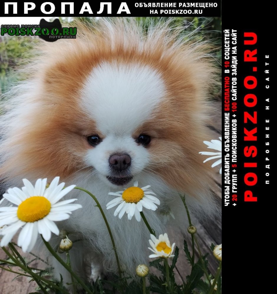 Бордер колли рыжий