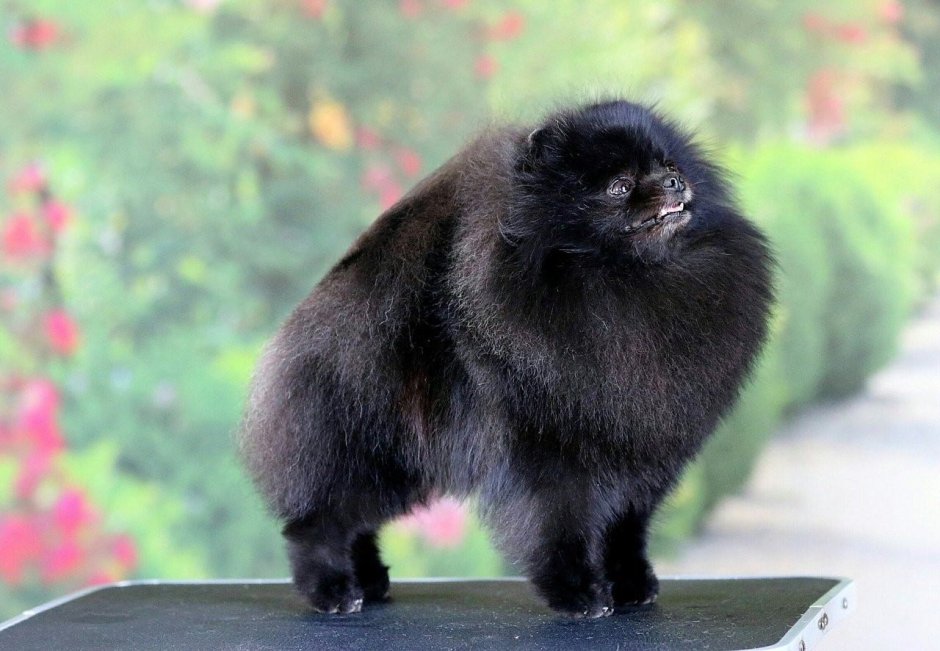 Королевский шпиц черный