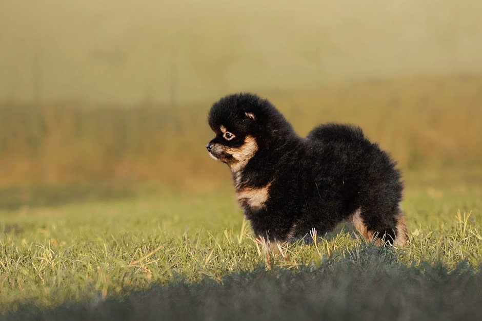 Pomeranian Colours