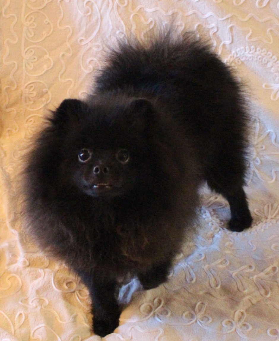 Королевский шпиц черный