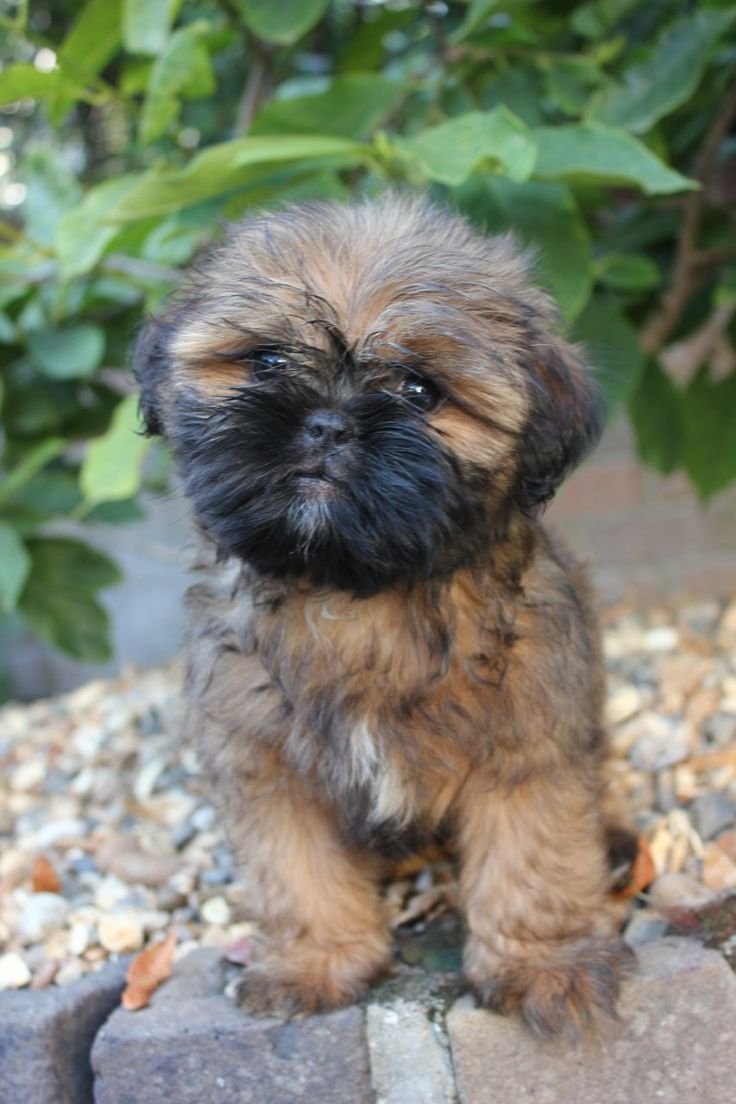 Ши тцу терьер