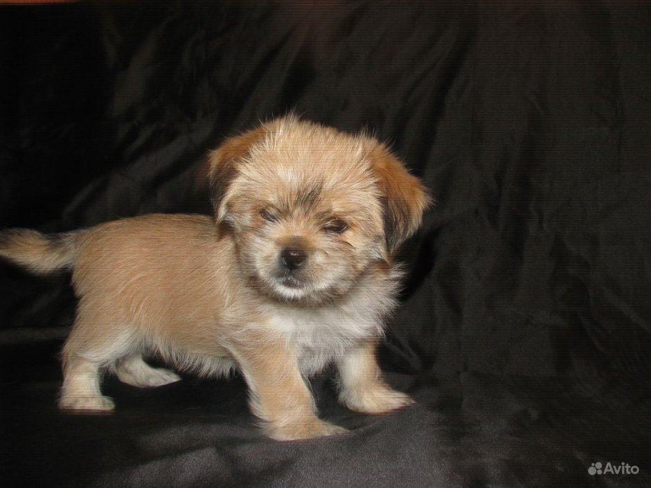 Метис Йорка и пекинеса