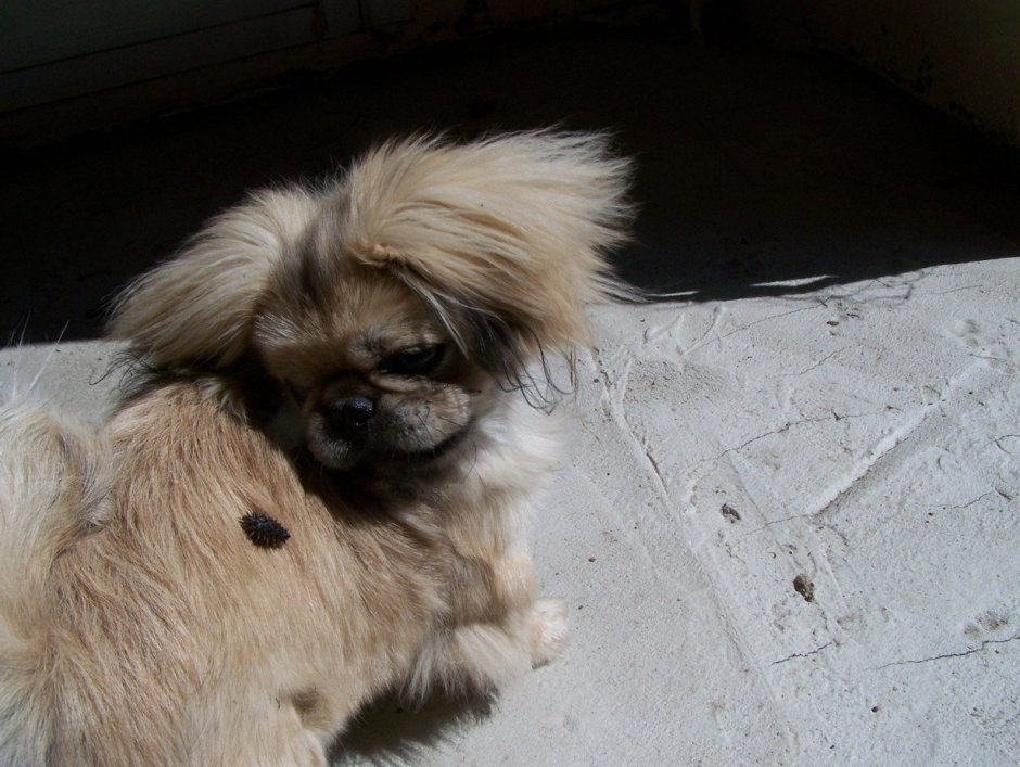 Метис ши тцу и Йорка