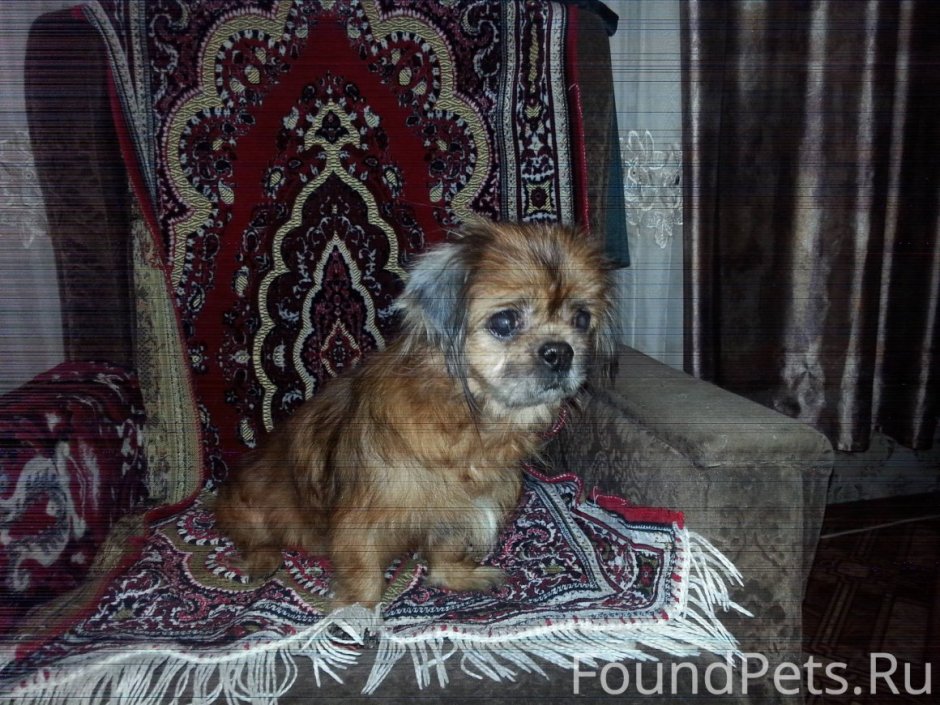 Смешанные породы собак пекинеса и Йорка