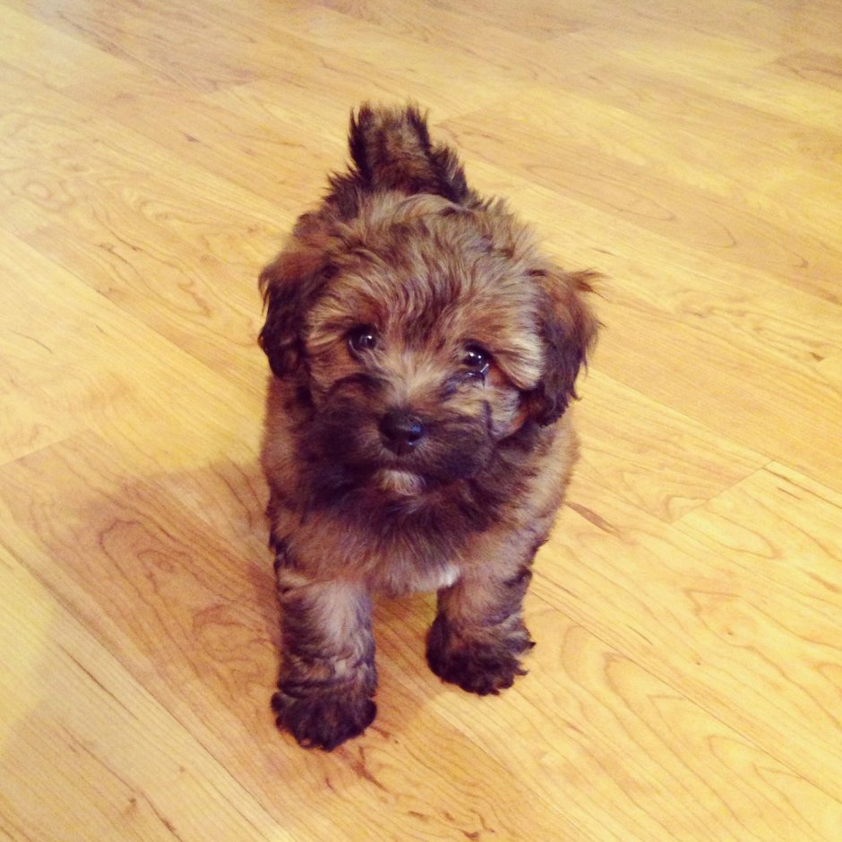 Метис Йорка и пекинеса