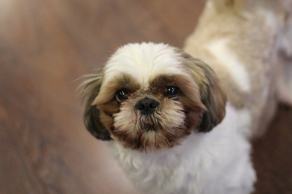 Щенок маленький ши-тцу фото