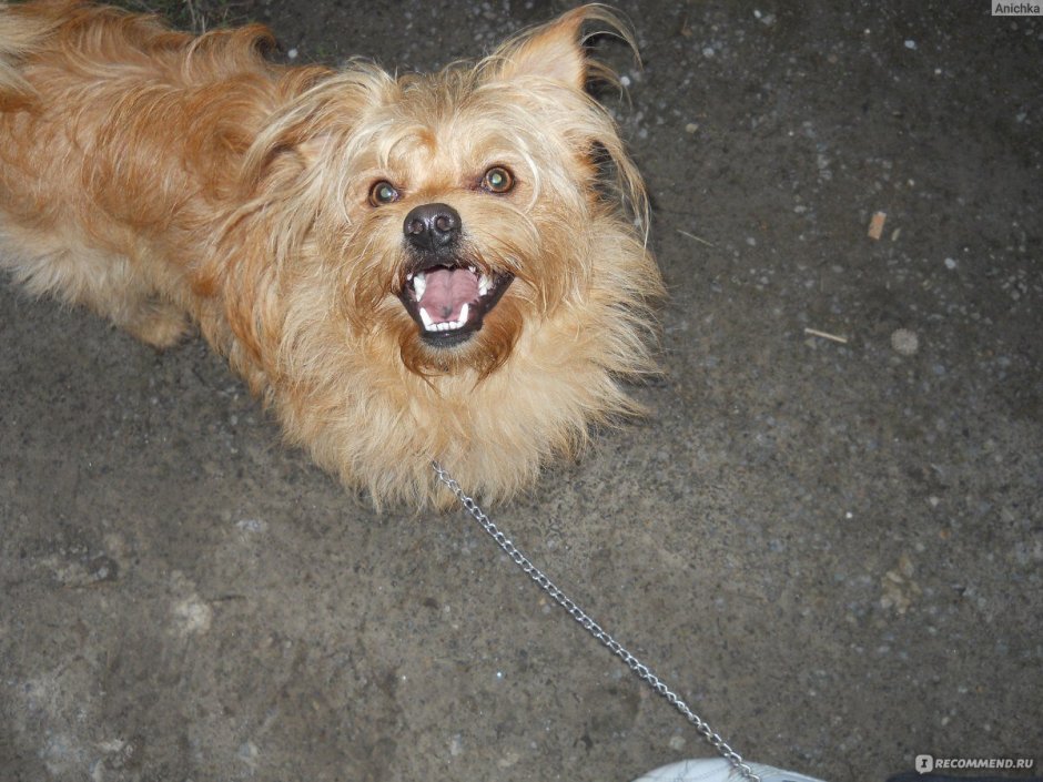 Йорк и дворняжка метис