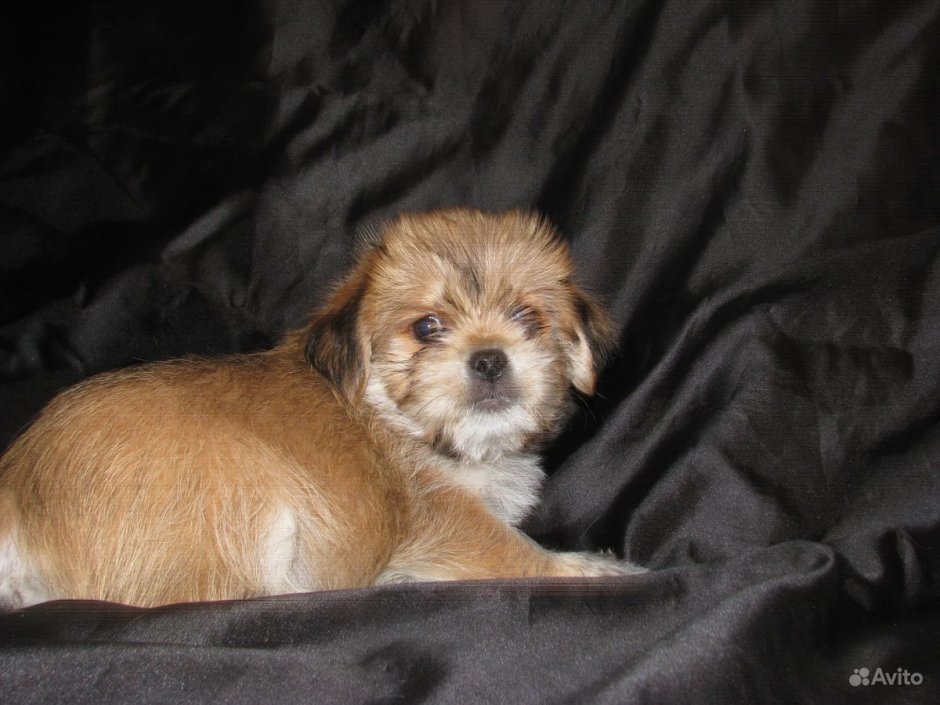 Йорк с пекинесом