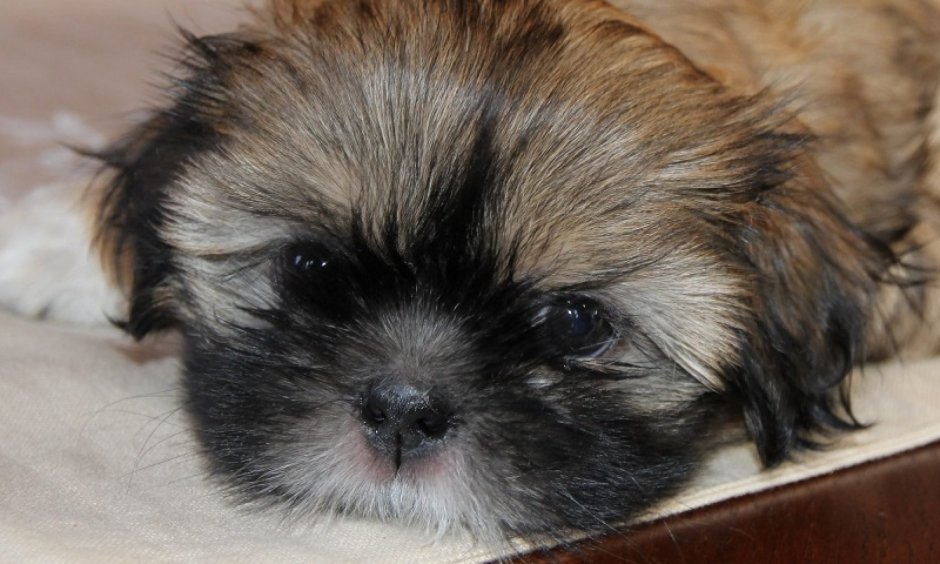 Ши-тцу, Йорк, шпиц