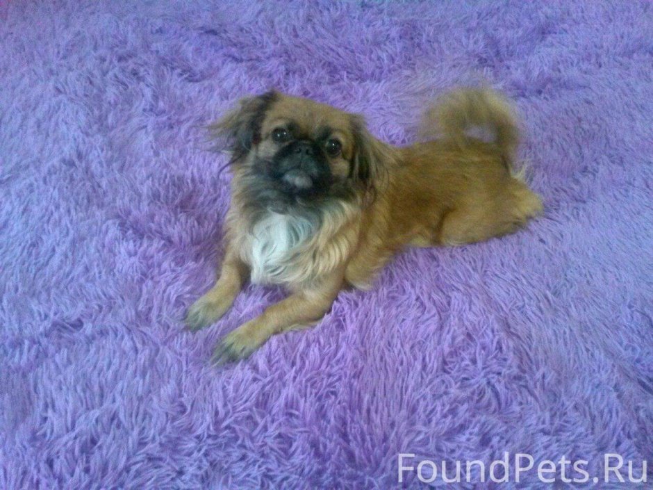 Щенок пекинеса не пушистый