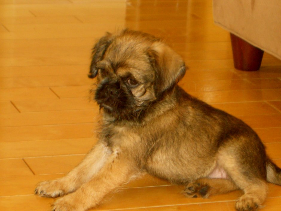 Метис Йорка и пекинеса