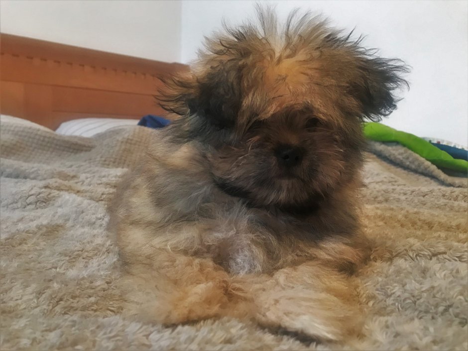 Метис ши тцу