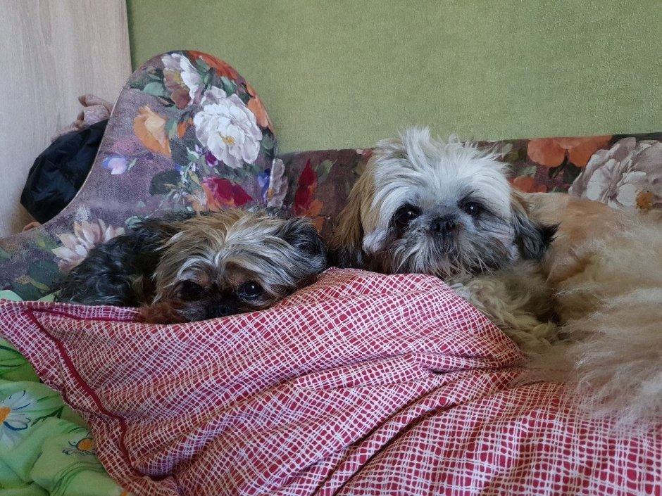 Метис ши тцу и Йорка