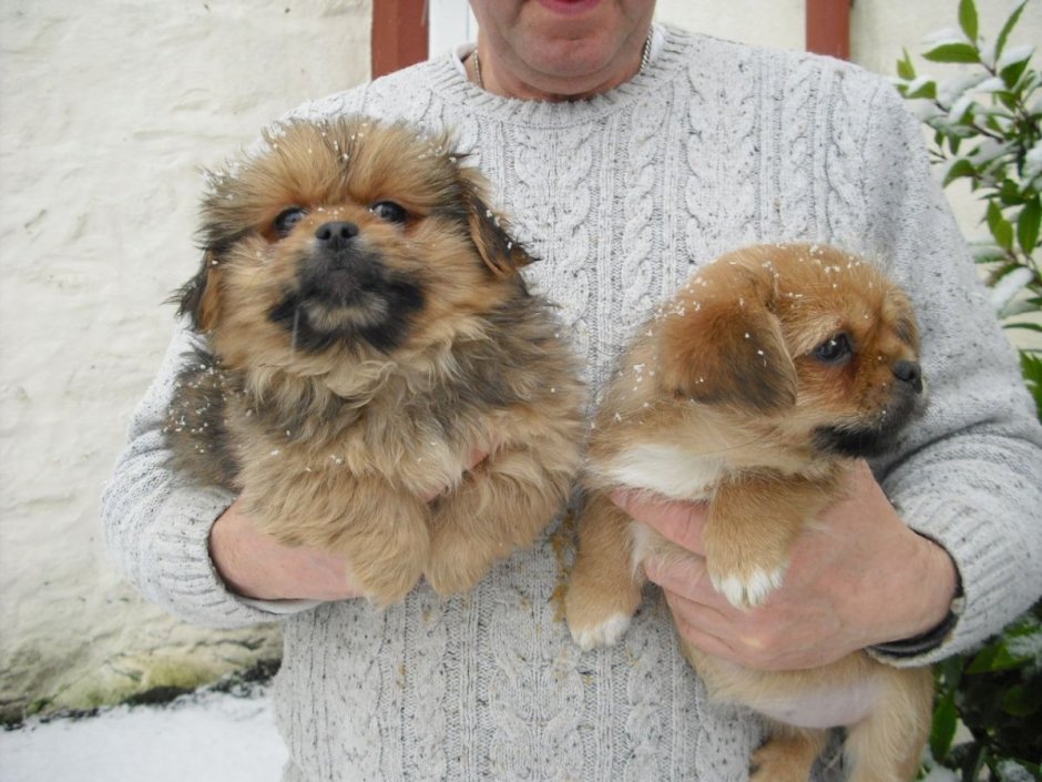 Терьер с пекинесом